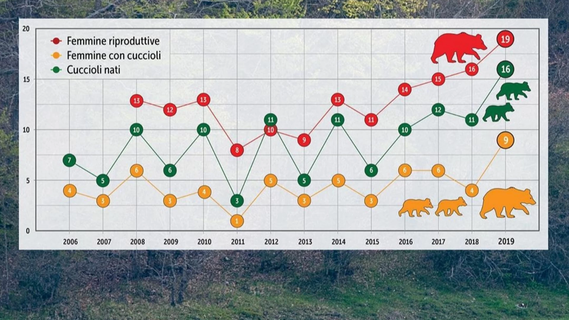 Parco: nel 2019 nati tra i 10 ed i 14 cuccioli di orso