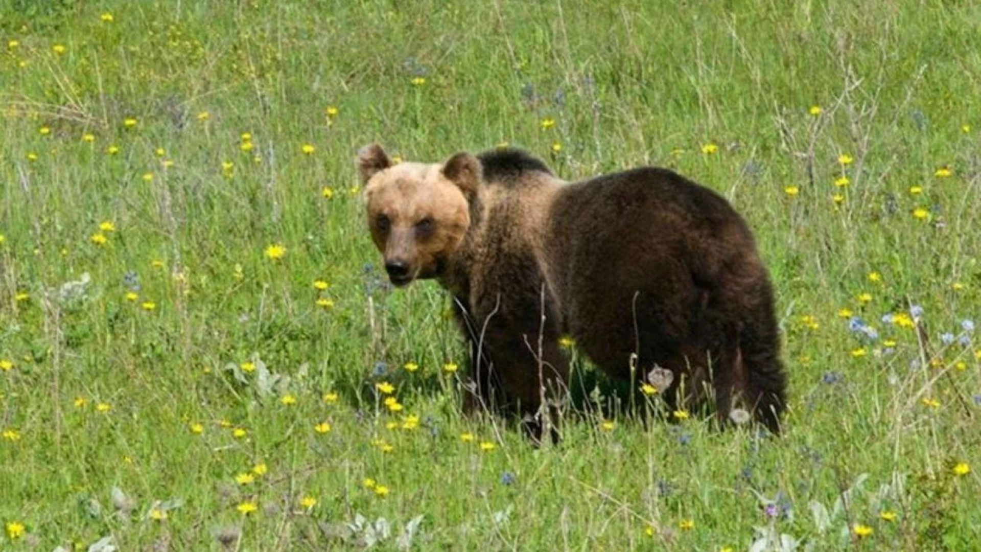 Parco, in aumento il numero degli orsi sul territorio molisano