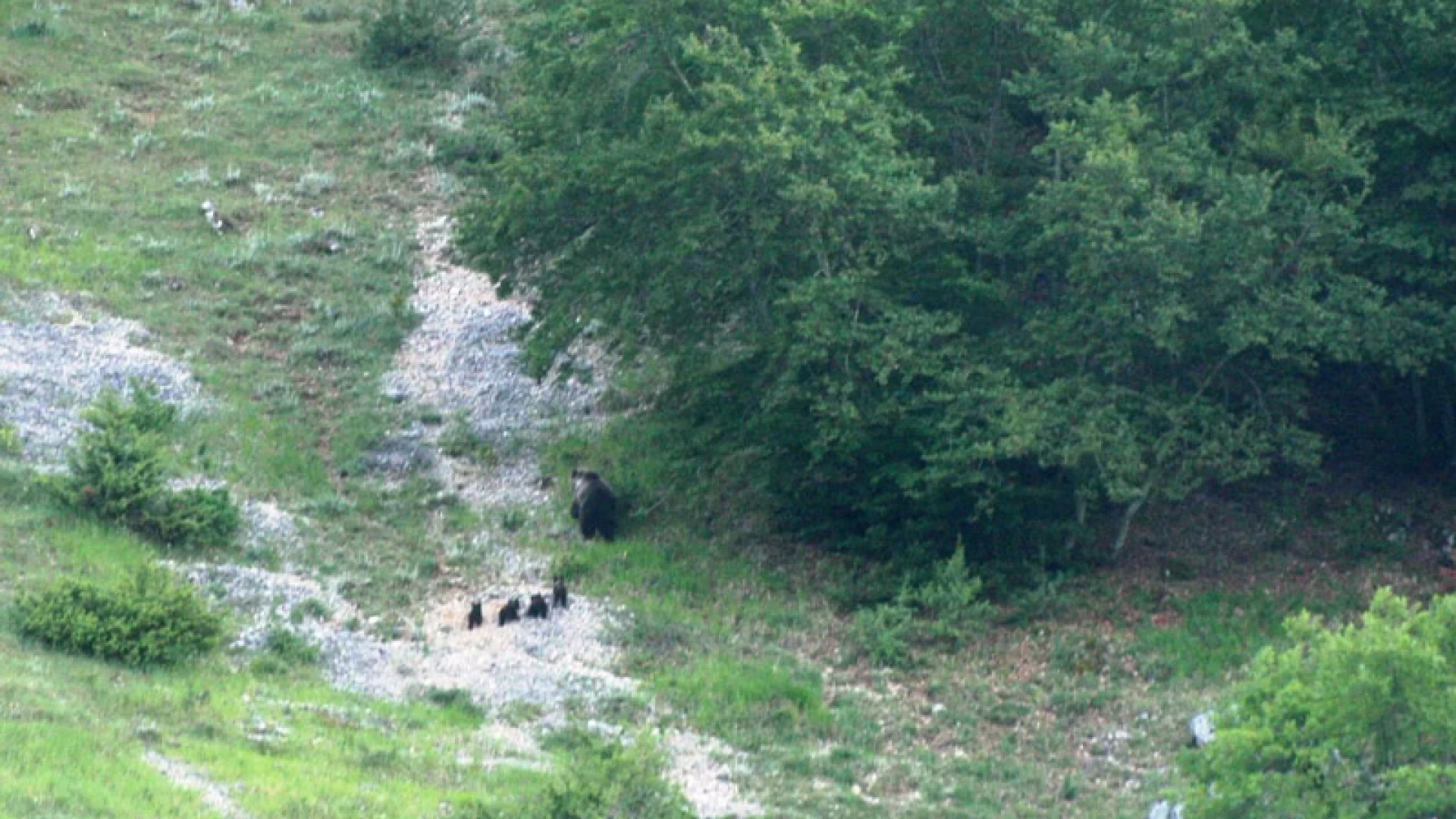 Pnalm: il territorio del Parco si ripopola d’orsi. Avvistata mamma orsa e 4 cuccioli nel territorio abruzzese.