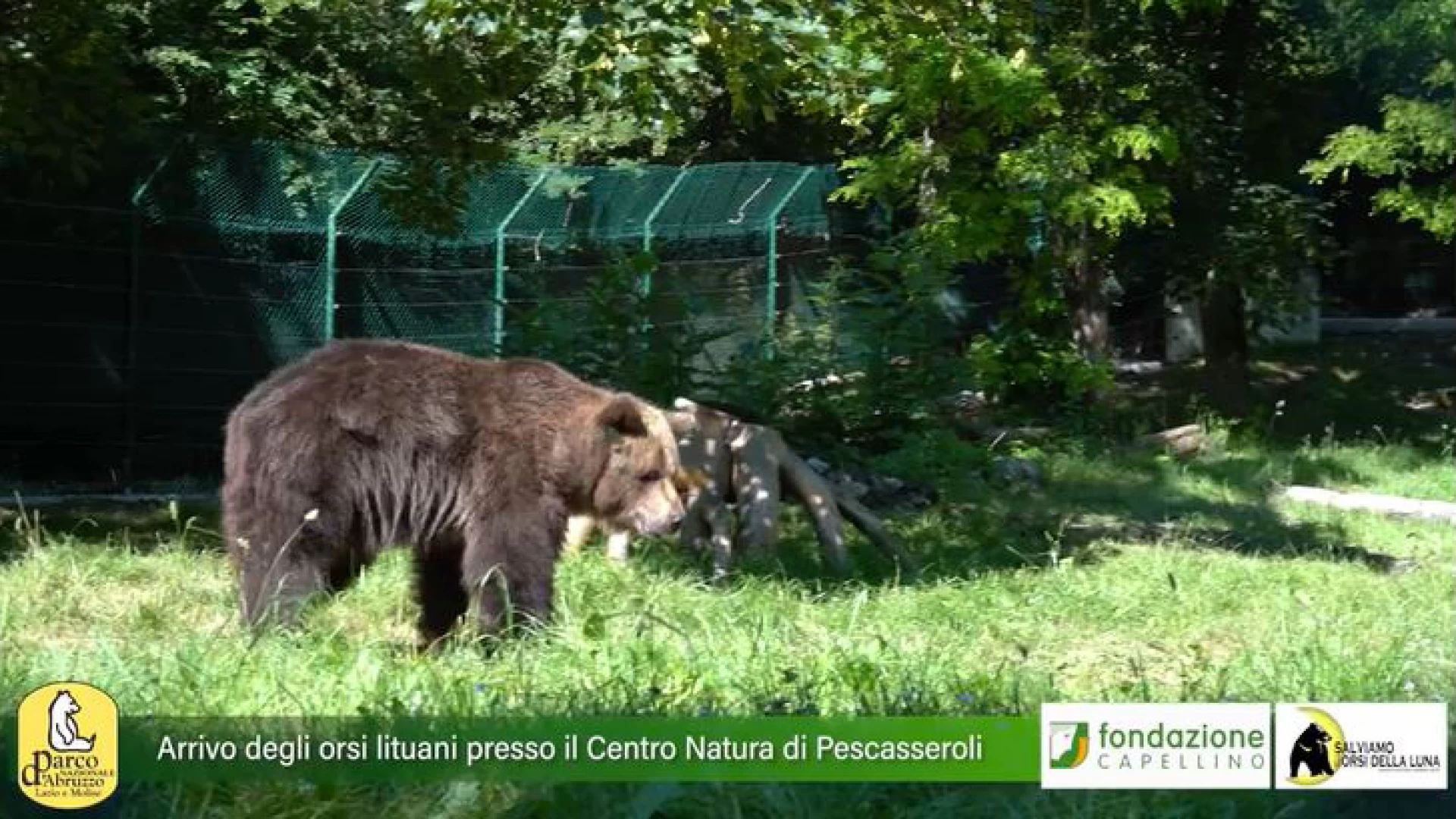 Dalla Lituania al centro visita del Pnalm di Pescasseroli. Arrivati in Italia i tre orsi sfruttati in attività circensi.