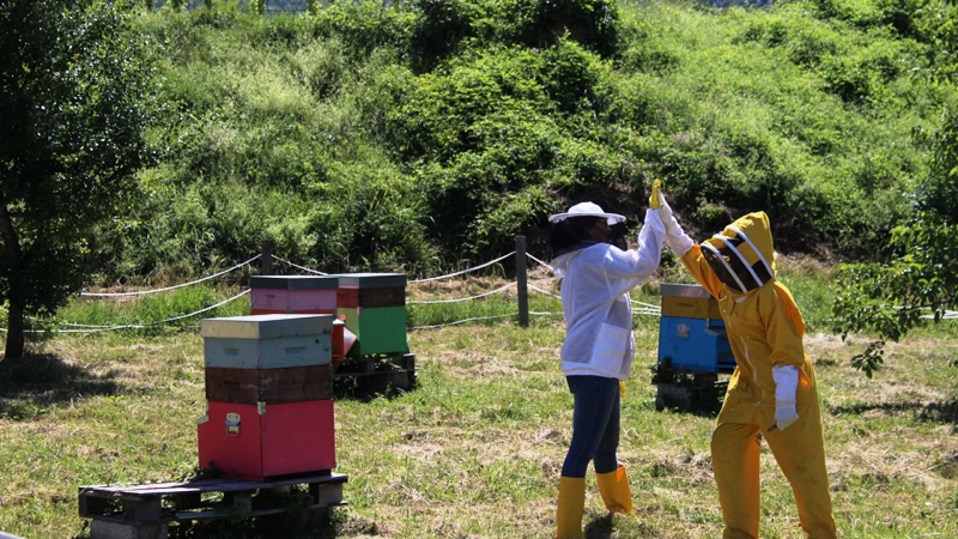 Castel Del Giudice: sabato la presentazione del miele realizzato da 30 apicoltori della apiario di comunità.