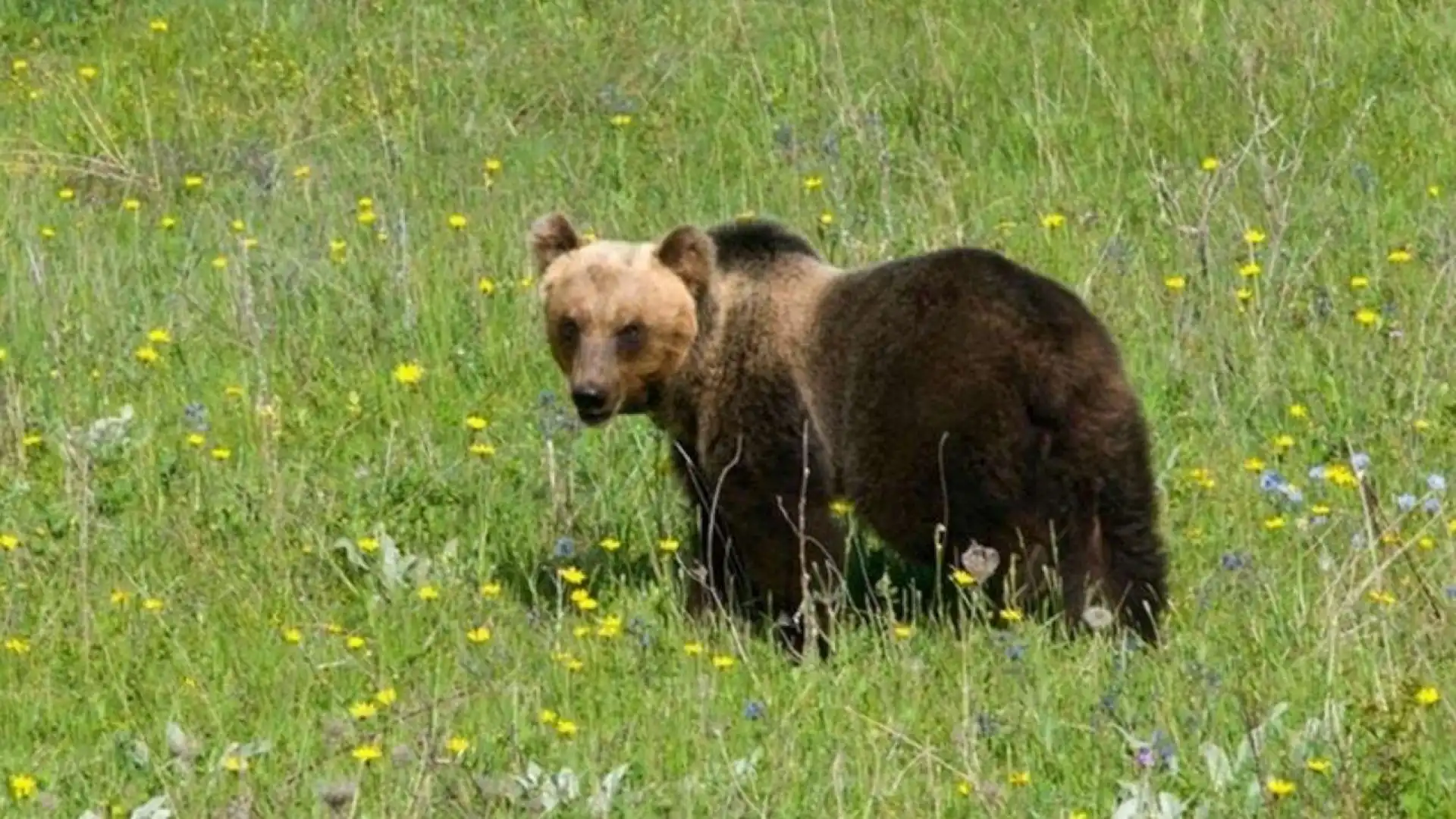 Perimetrazione del Parco regionale del Sirente, le associazioni si appellano al presidente Marsilio. “Deve ascoltarci e riceverci”.