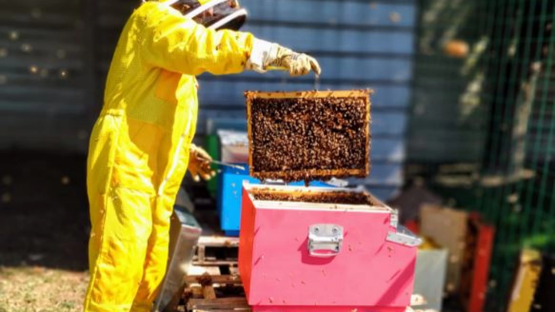 Herambiente: a Pozzilli al via il biomonitoraggio delle api