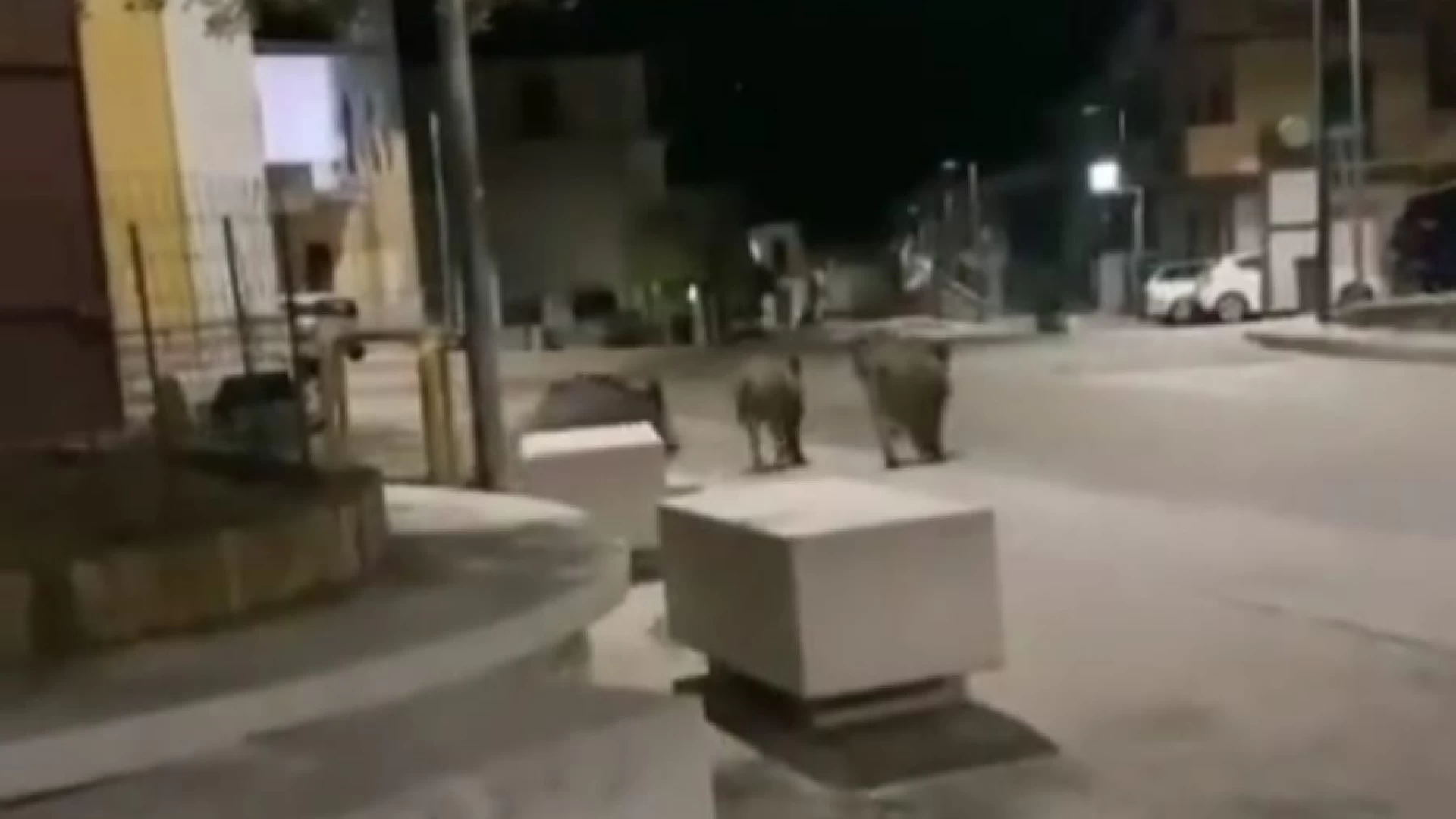 Colli a Volturno: cinghiali a spasso in piazza Municipio, guarda il video ormai virale