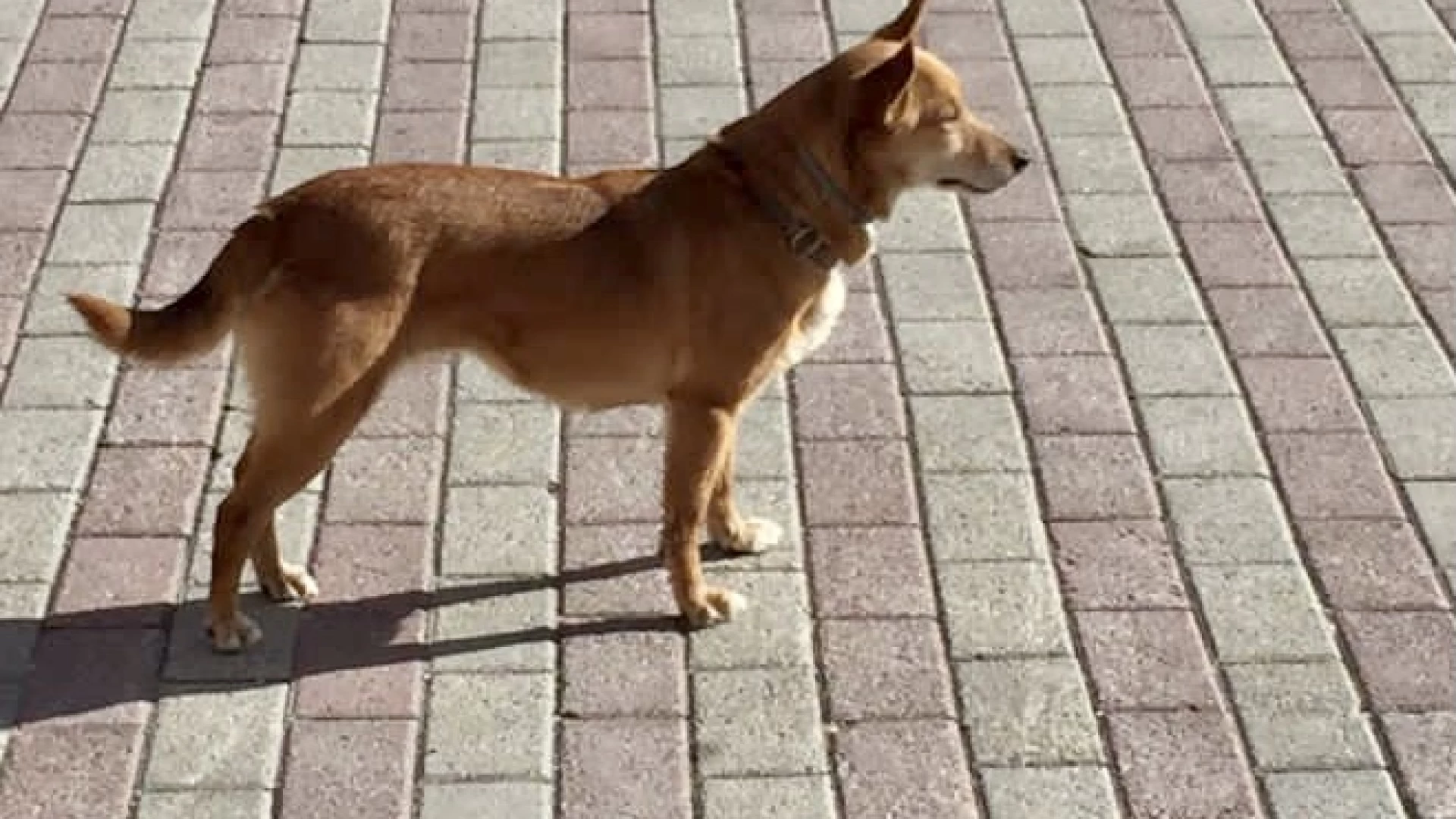 Vigili del Fuoco di Isernia: dispersa Fiammetta, la piccola mascotte della Caserma.