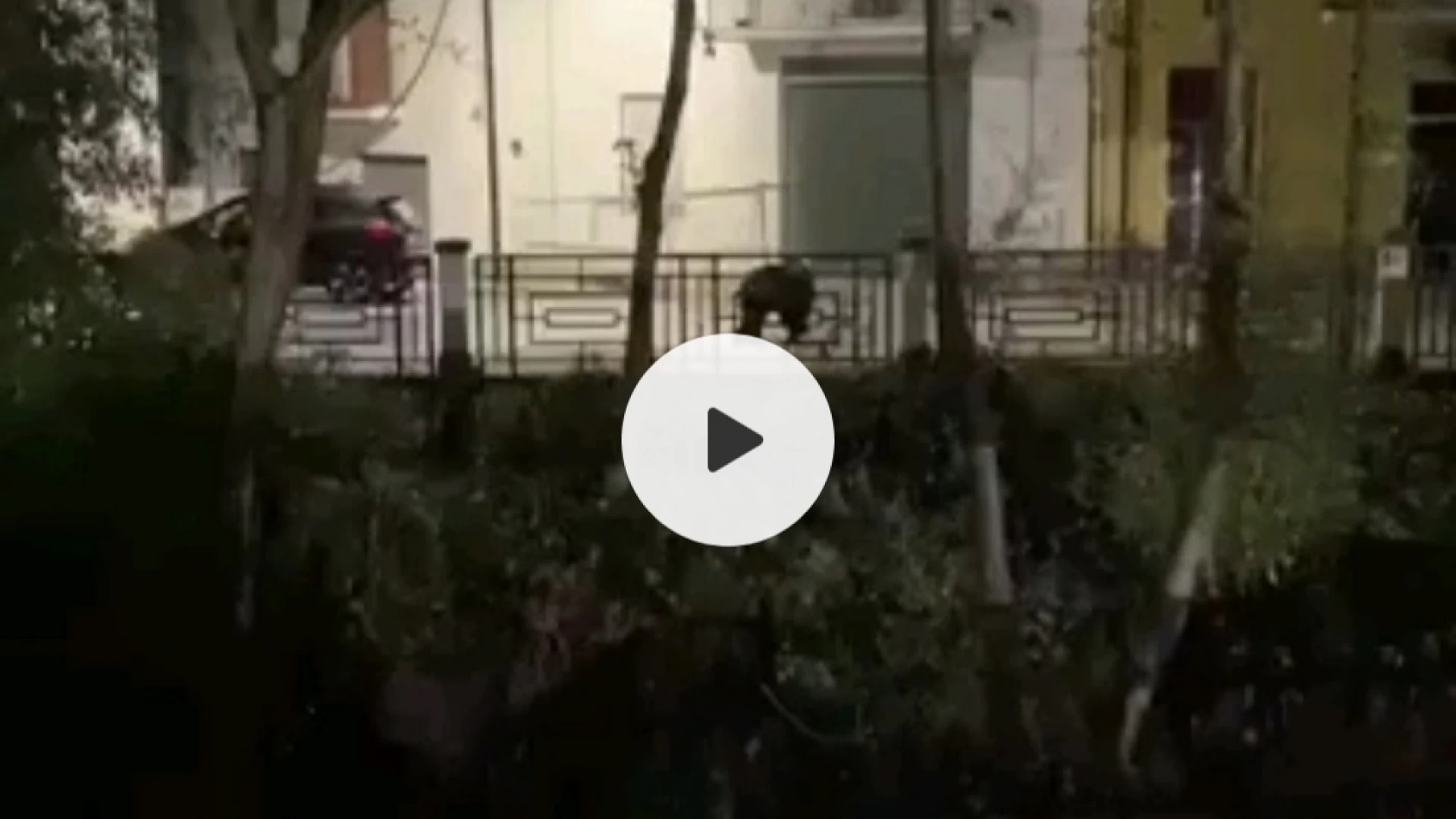 Castel Di Sangro: orso fa irruzione in centro. Il video di ieri sera diventa virale