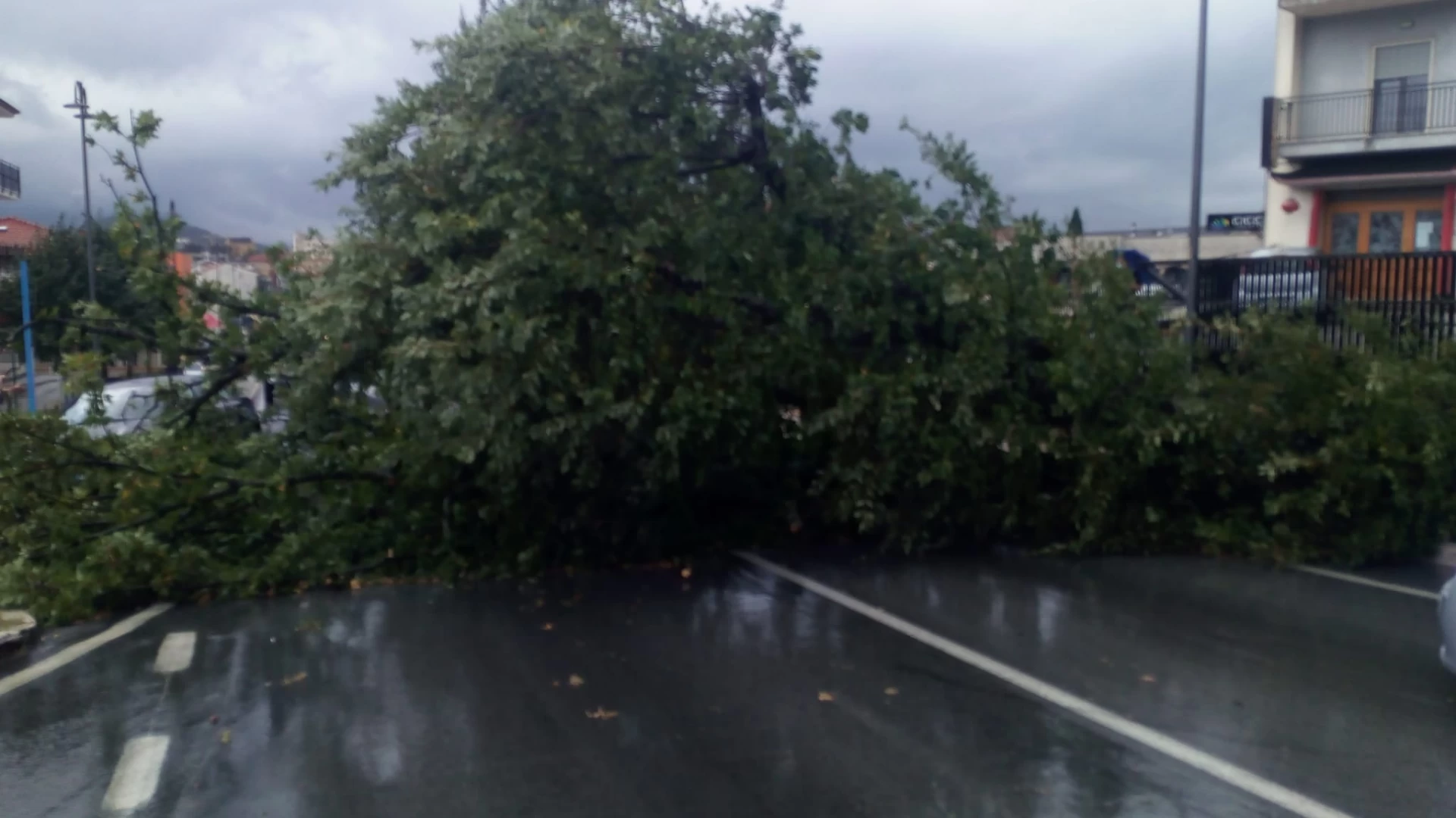 Maltempo in Provincia , danni ad Isernia. Cade albero in località San Lazzaro.Vigili del Fuoco sul posto. Guarda il video.