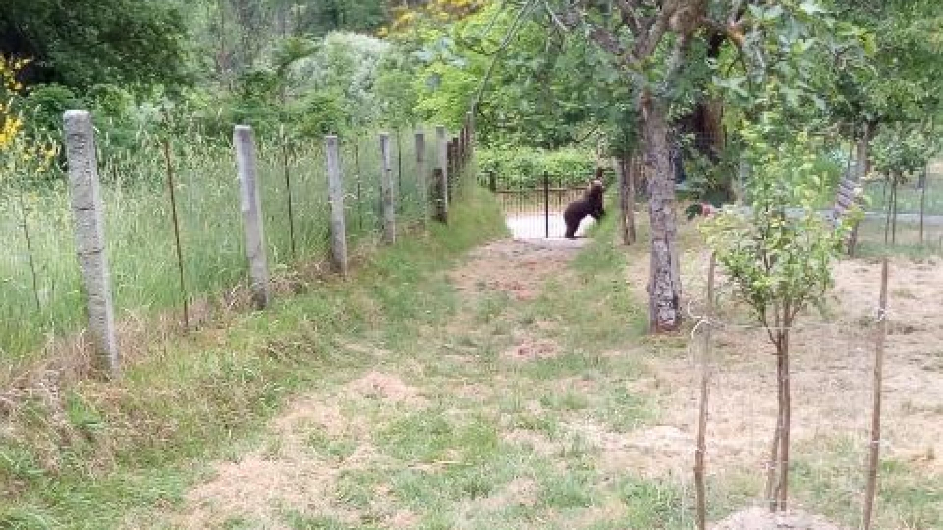 Colli a Volturno: cucciolo di orso avvistato nella parte alta del paese tra Santa Giusta e Casali. In atto controlli dei Carabinieri Forestali.