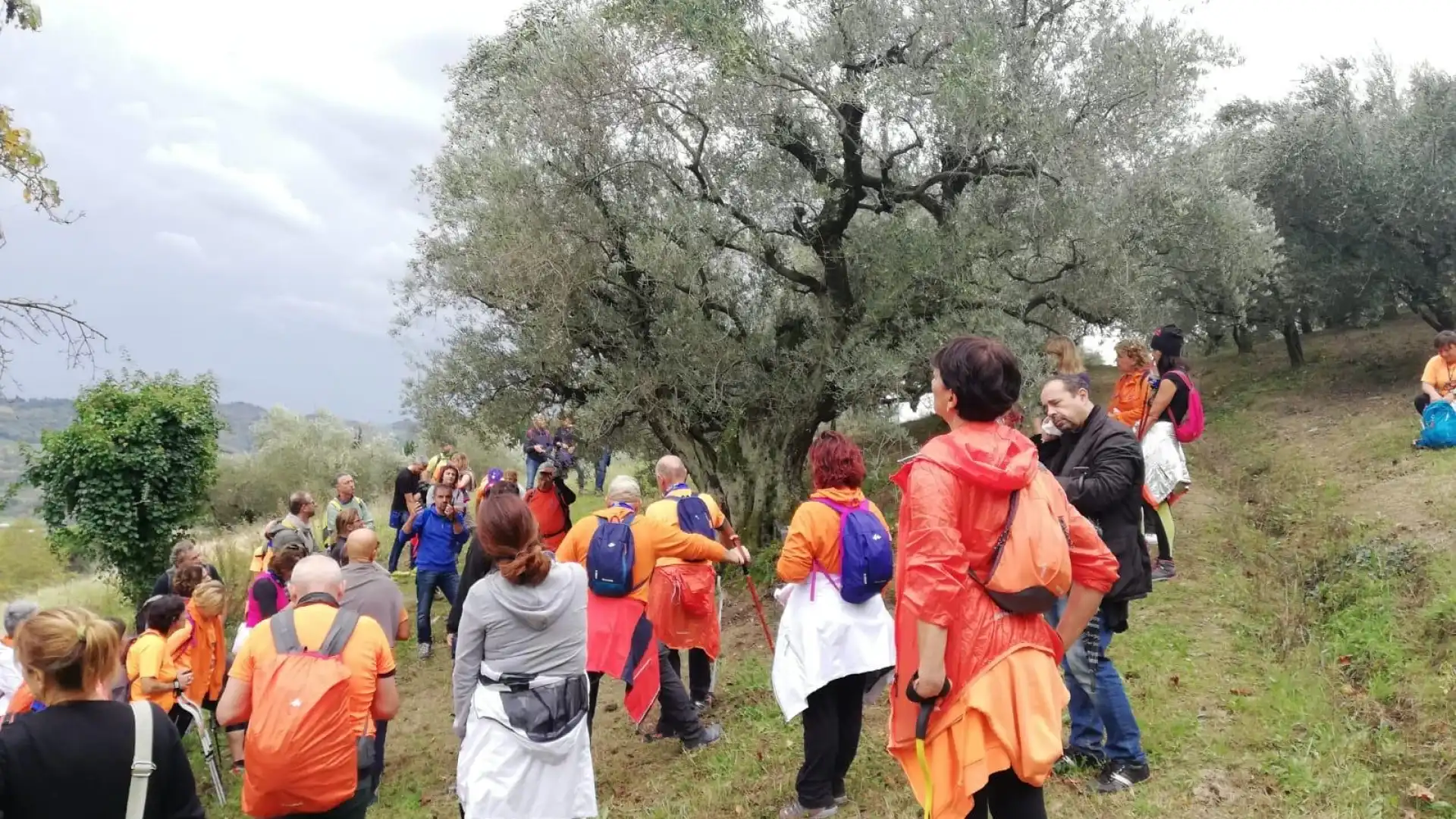 Camminata tra gli olivi nel Molise il 27 ottobre