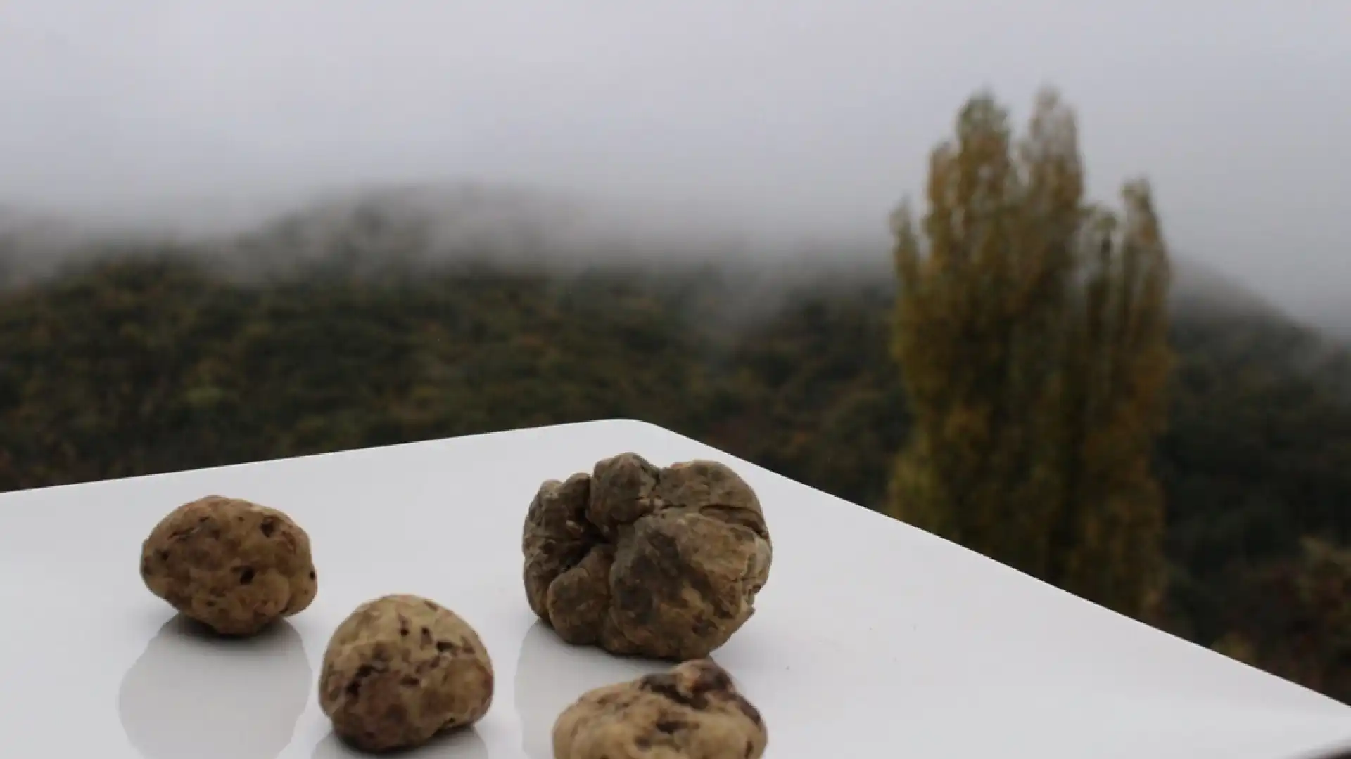 C’è la 32° Fiera del Tartufo Nero  di San Pietro Avellana. Appuntamento a domenica 8 agosto