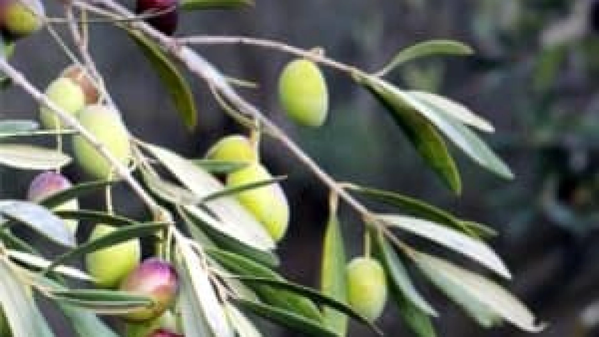 Stagione umida e piovosa i trattamenti agronomici sull’olivo di tarda primavera .