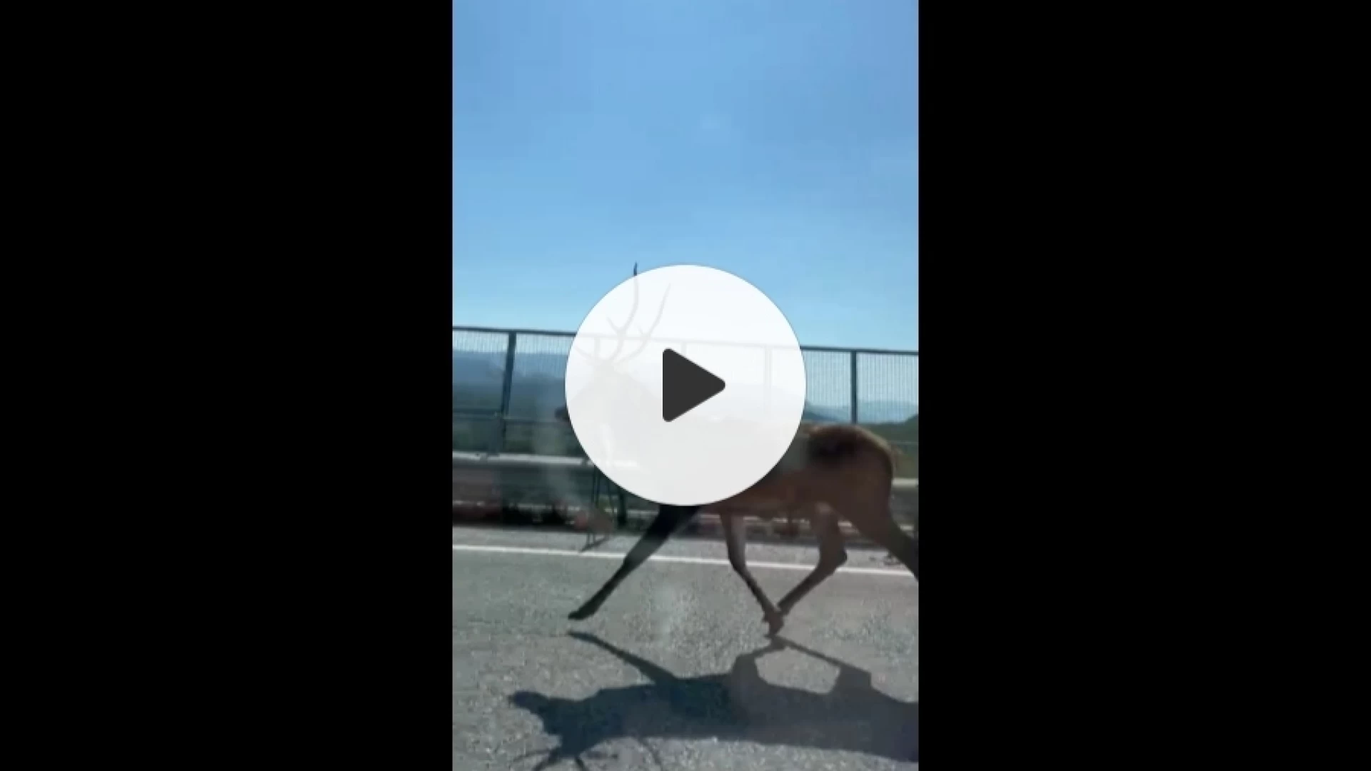 Cervo a "trotto" sul ponte della Vandra tra Fornelli e Colli. Spettacolo unico. Guarda il video