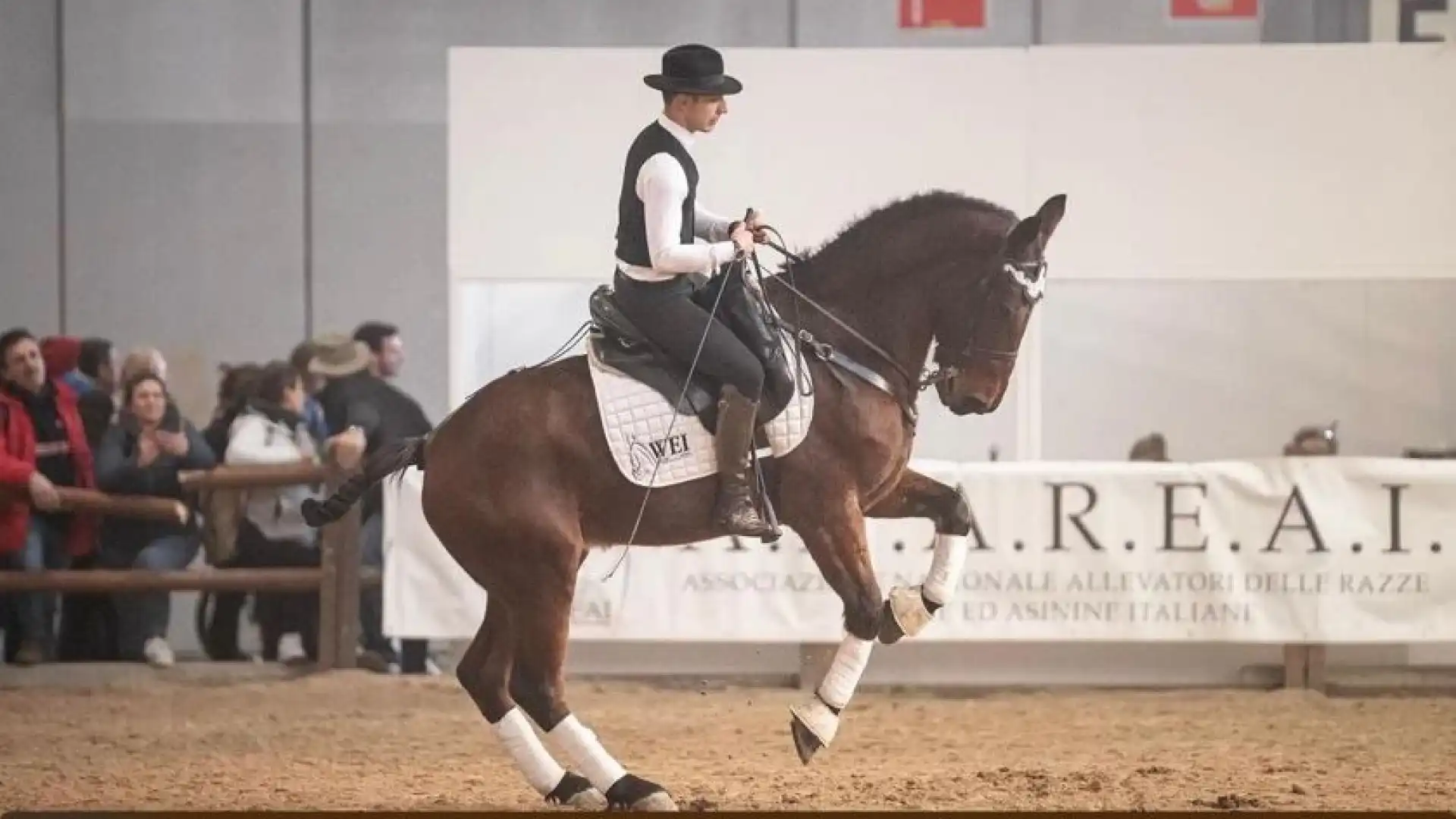 Il Ginepro protagonista a Verona con il Cavallo Pentro. - News Della ...