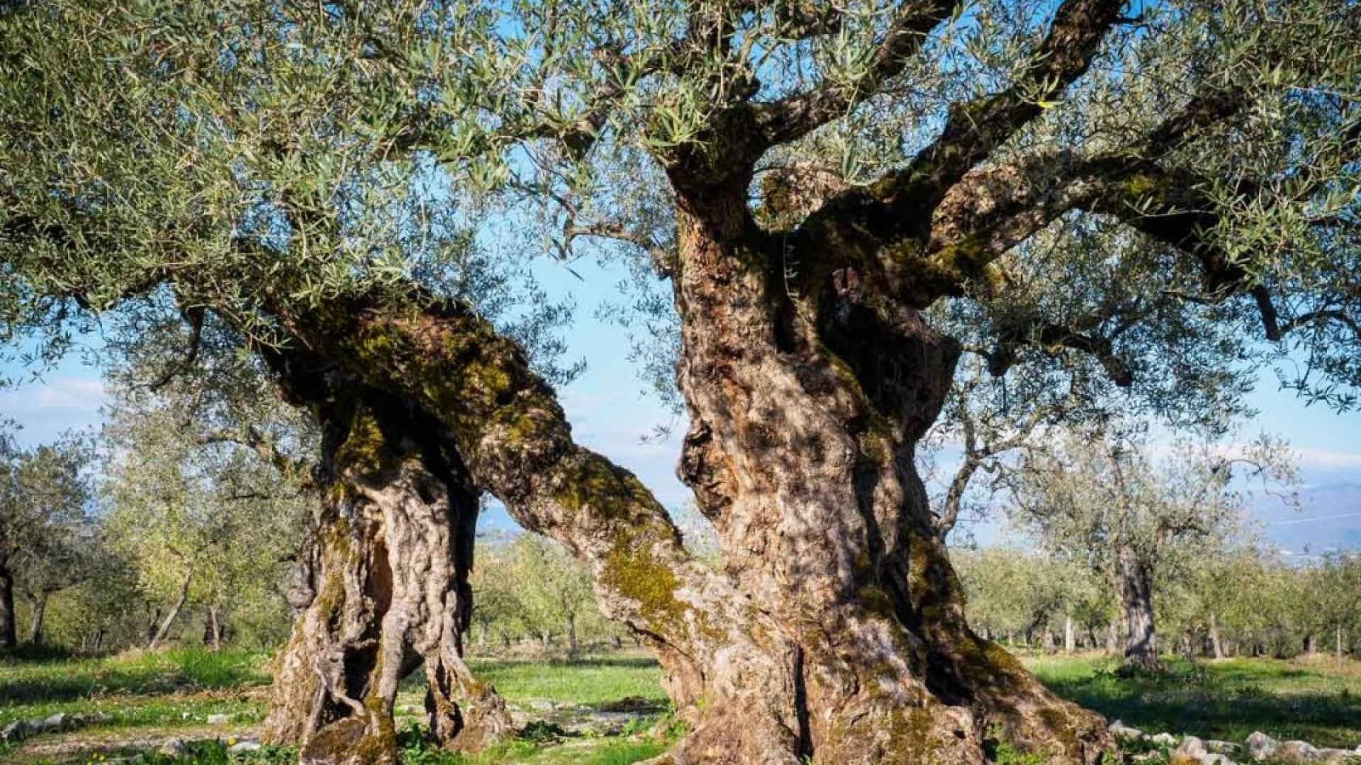 Estirpazione di alberi di ulivo a Termoli e Montecilfone: i Carabinieri Forestali sanzionano porprietario e possessore dei terreni.