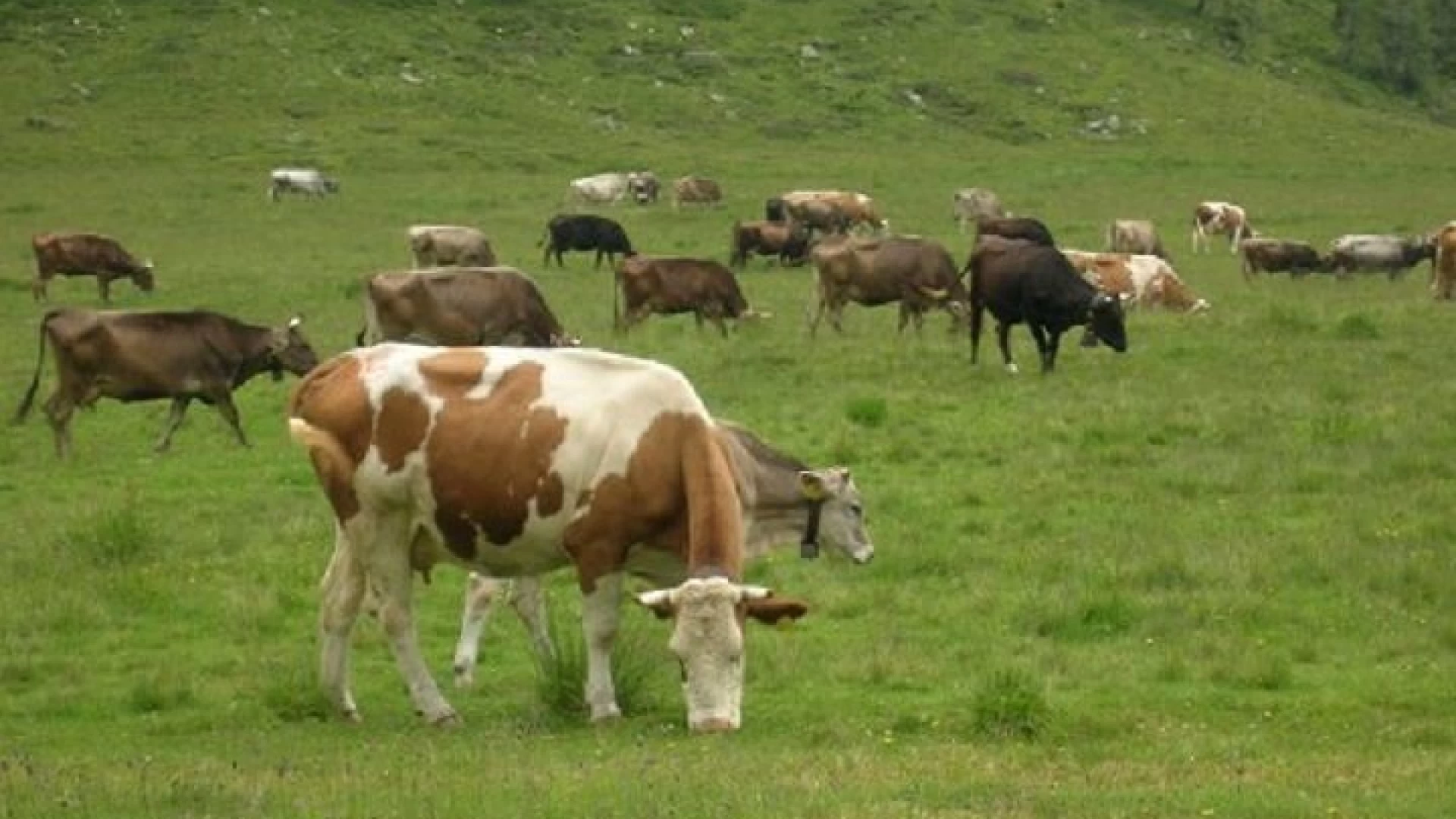 Pascolo bovino abusivo nel parco regionale dell’Olivo. La nota dell’ente che chiede interventi importanti.