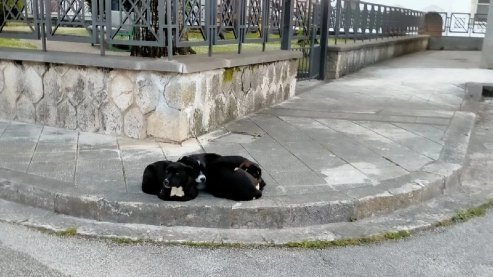 Sessano del Molise, negli ultimi mesi numerosi cani abbandonati sul territorio comunale. Il sindaco Venditti lancia un appello alle istituzioni e alla cittadinanza.