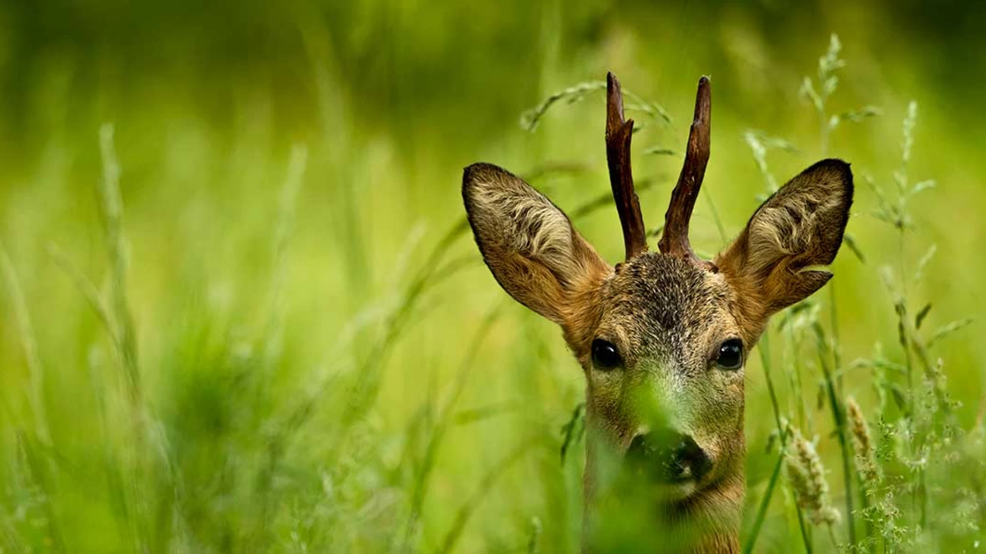 Alla scoperta del regno della biodiversità. L’Oasi WWF Riserva Naturale Guardiaregia-Campochiaro Appuntamento a Isernia il 24 settembre e a Campobasso il 27 settembre per la presentazione del volume