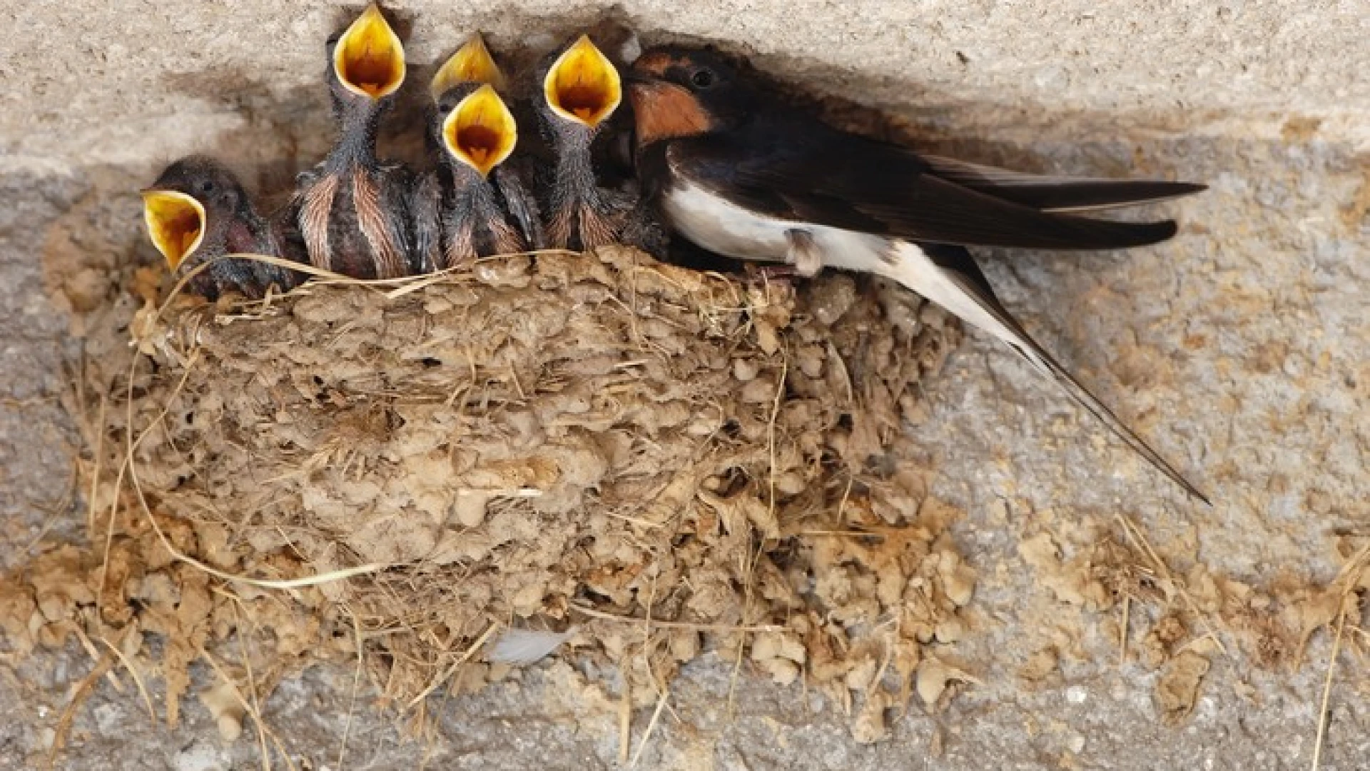 Molise: prosegue la campagna “Salviamo le rondini dal decllino”. La Lipu e numerosi volontari continuano la loro “sfida naturalistica” sul territorio.