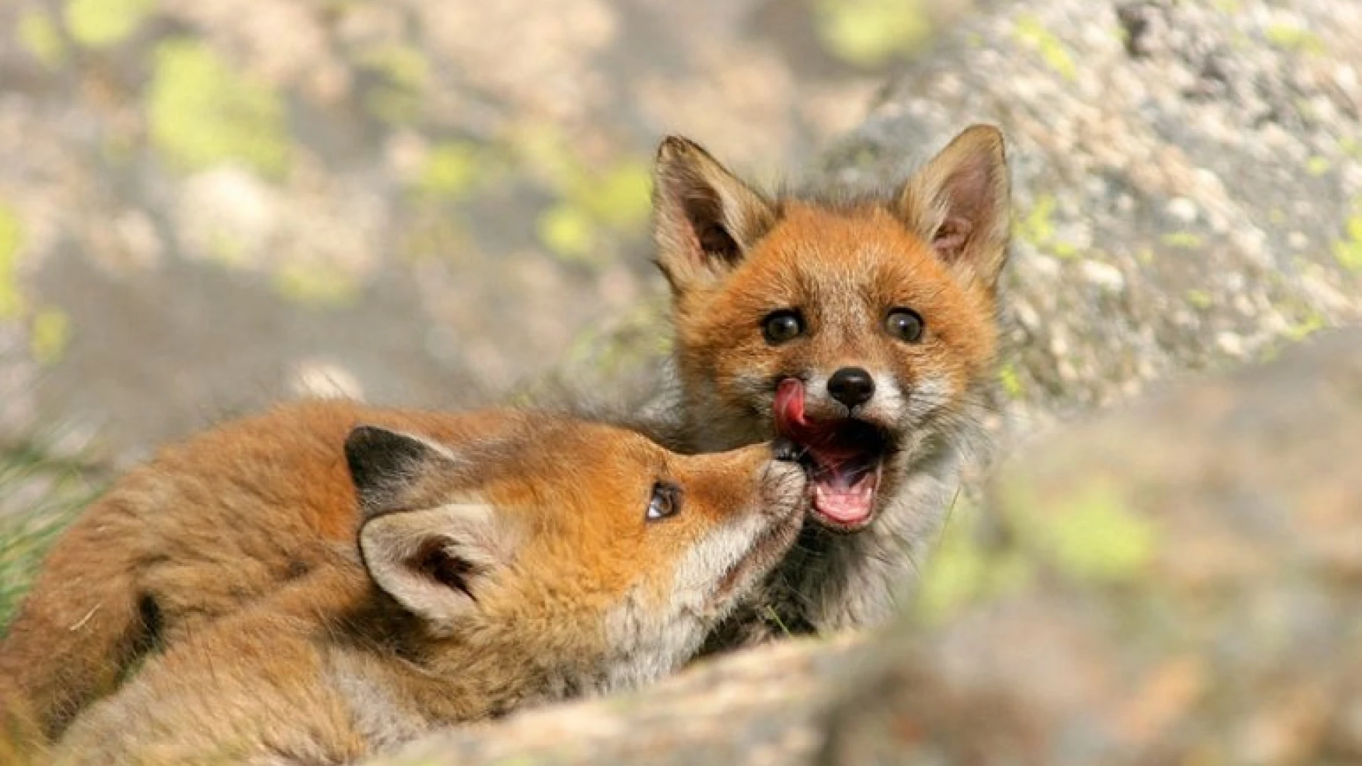 Roccamandolfi: in localita' "Rio" tratti in salvo due cuccioli di volpe da due passanti.