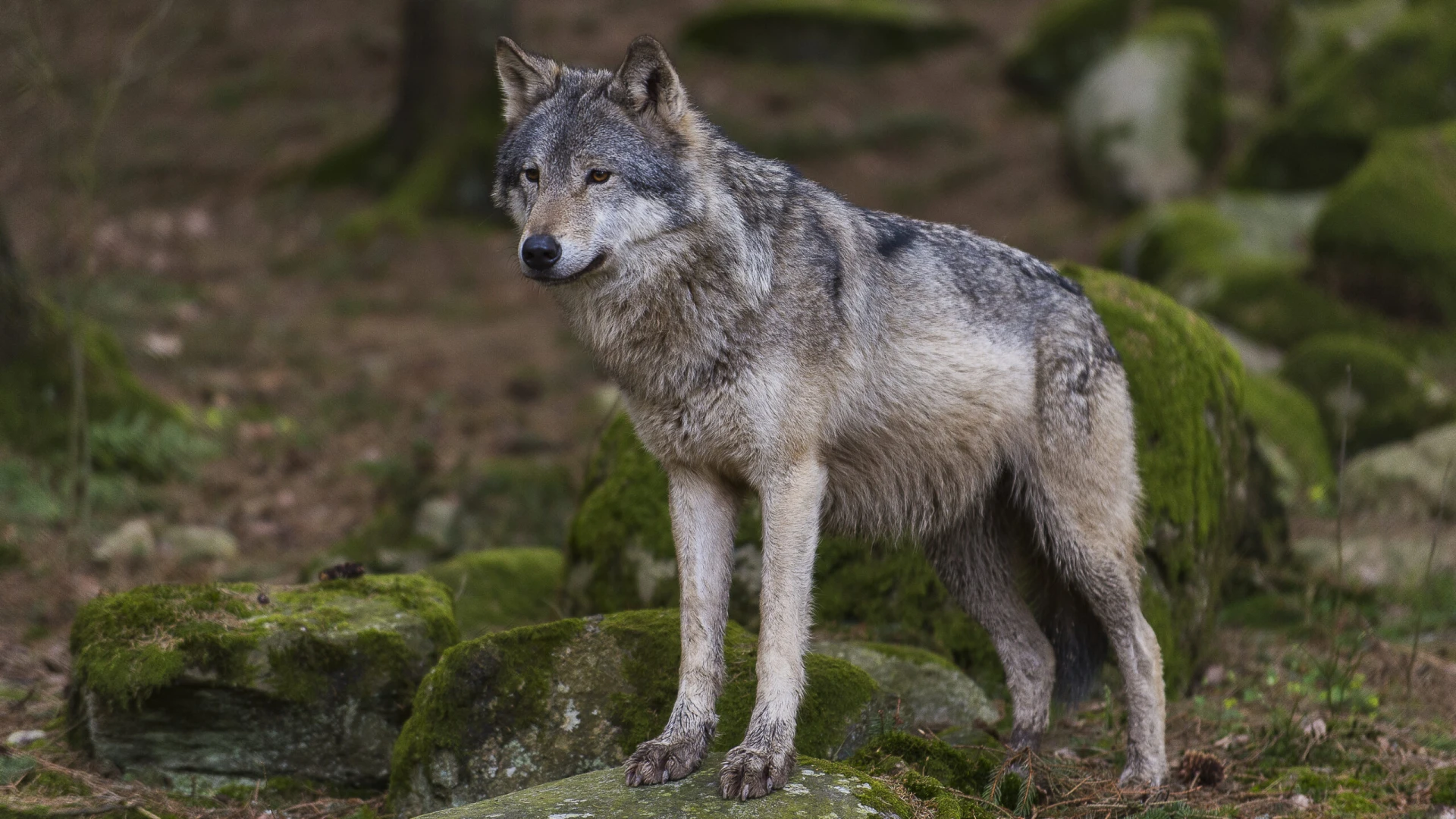 Lupo: da "strattamente protetto" a "protetto". Per Coldiretti Molise e' una scelta razionale. Aniello Ascolese: "Quello vero va distinto dagli ibridi e dai cani inselvatichiti".