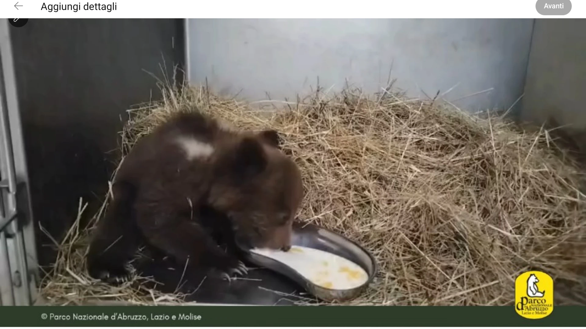 Sta bene la cucciola di orso marsicano abbandonata e rinvenuta dalle Guardie Parco a Pizzone. GUARDA IL VIDEO