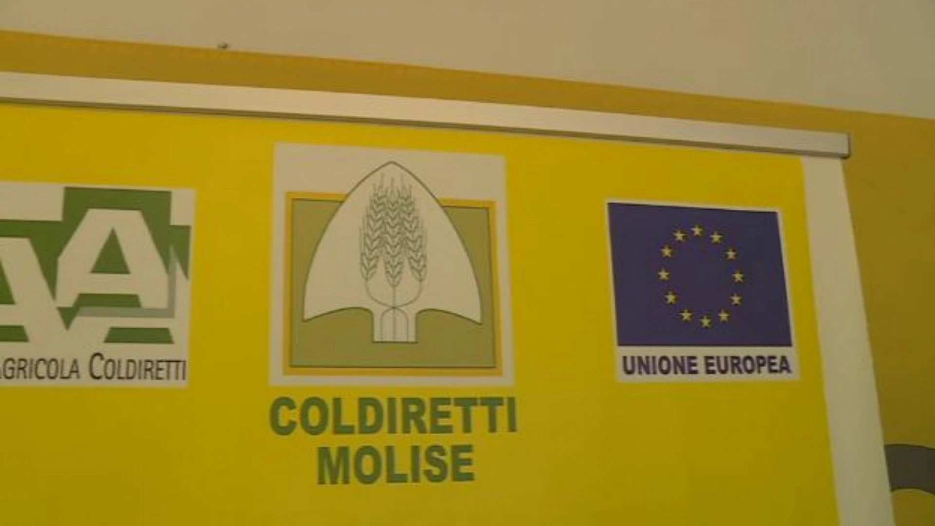 Tubercolosi bovina:Coldiretti Molise chiede sostegno immediato per gli allevatori danneggiati