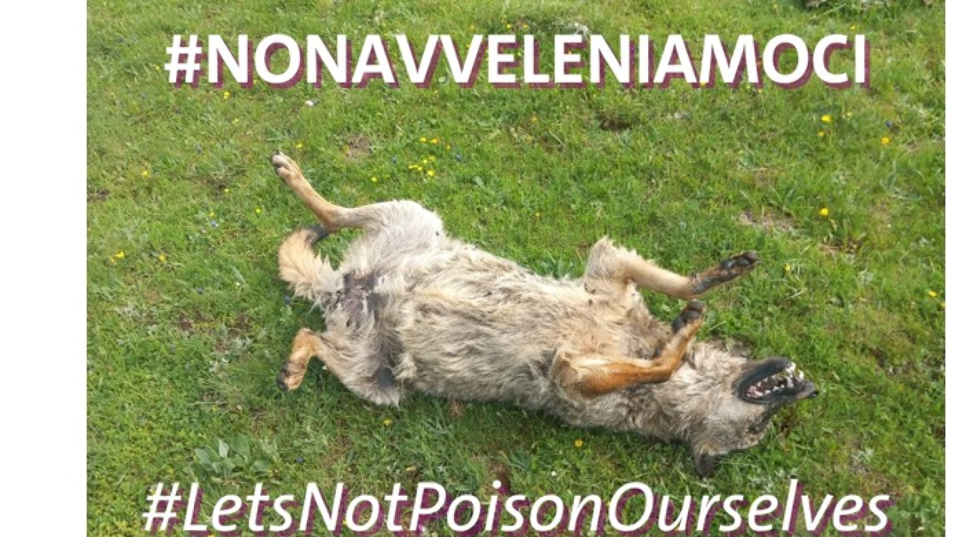 Il veleno fa strage di lupi e altra fauna ad Alfedena e Pescasseroli.