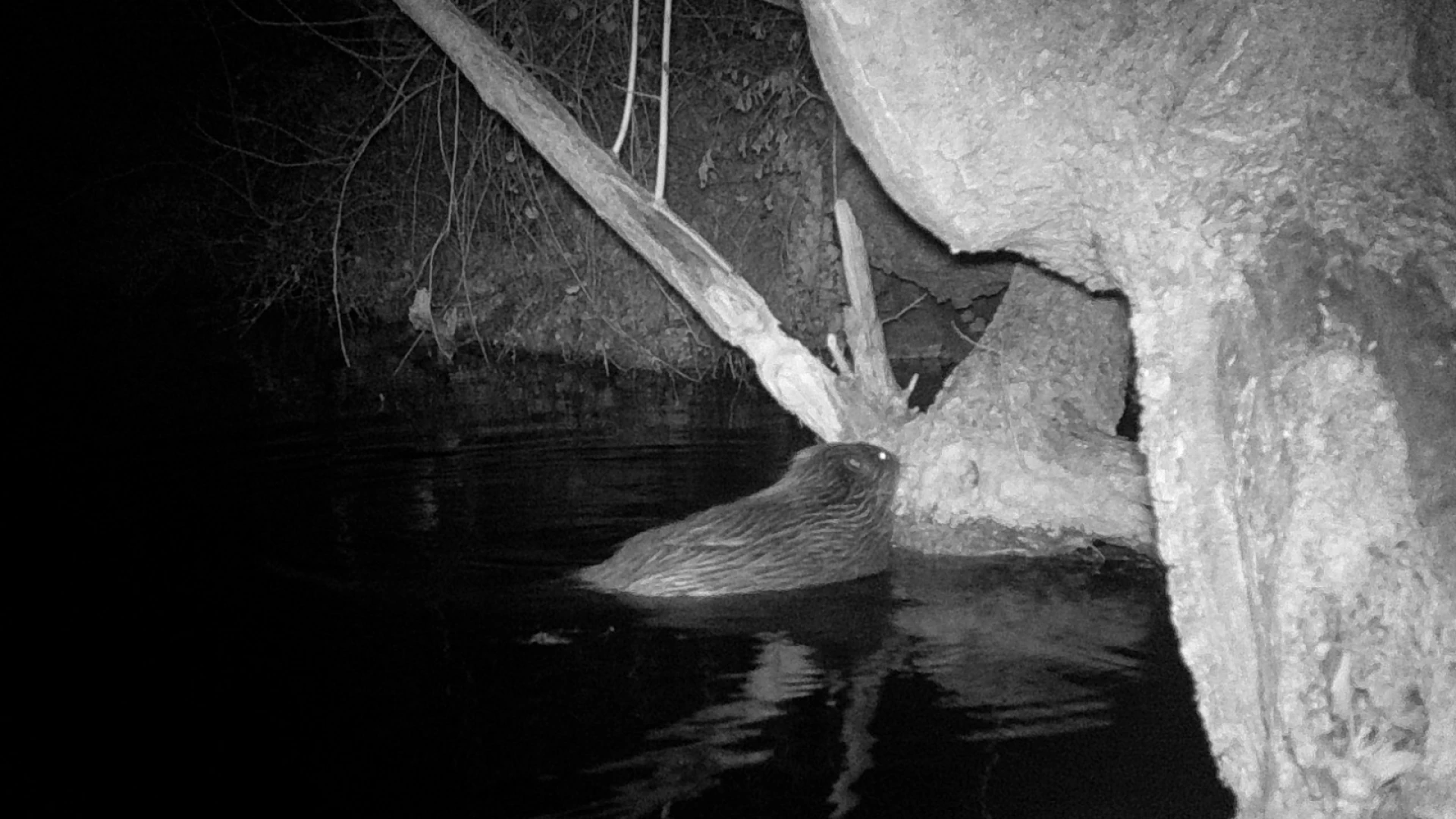 Castoro nell'Appennino centrale: una presenza da capire, non da ignorare