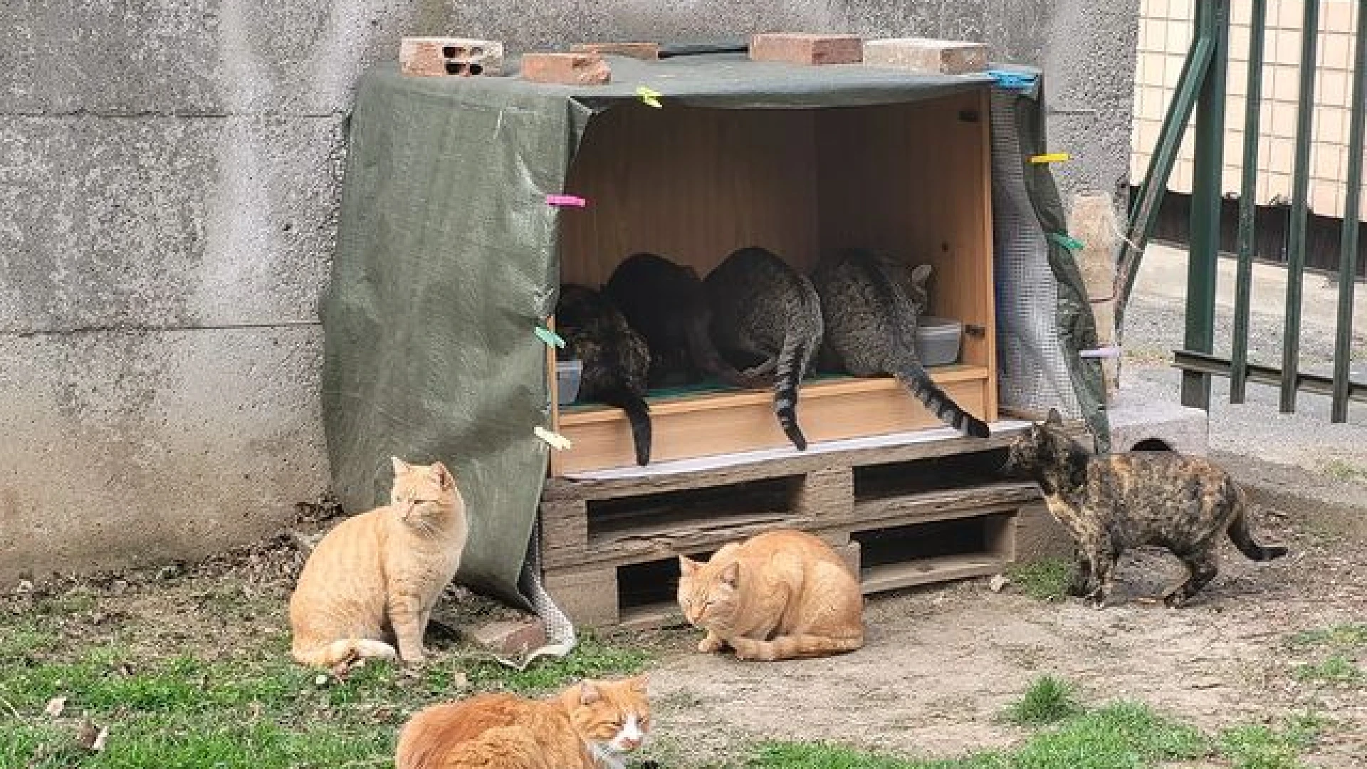 Nasce il C.R.A.F.: un fronte comune contro l'emergenza del randagismo felino in Molise